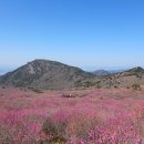 유림-1035 | 비슬산 참꽃_또 냉해, 아쉬운 천상화원 '21.4.14