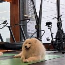 바솔트 크로스핏(BASALT CROSSFIT) 이미지