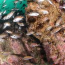 잠수마실