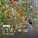 공주 장자울농원 아이랑 사과따기 체험