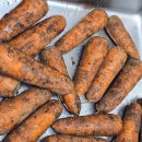 수현농장 | 구좌당근 흙당근 제주당근 제주가볼만한곳 제주향기 효동이네감귤