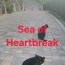 Sea of Heartbreak 이미지