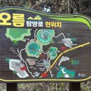 자작나무숲중간 이미지