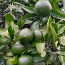 한라앤탐 | 귤체험 + 귤택배 = 제주 농가직접 산지직송! 신선함을 그대로 한라앤탐농장 뿐!