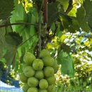 엘지농원 이미지