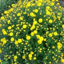 마동마을 이미지