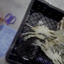 4월29일.신안 송도판장 생선( 갑오징어,무늬오징어,황가오리,잡어) 이미지