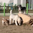 로이네 애견호텔 이미지