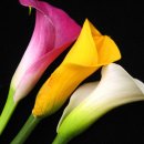 카라(Calla)꽃 이미지