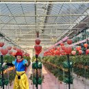 가마골농장 | 서울 근교 양주 양주르 글램핑장 딸기농장 딸기 따기 체험 동물 먹이 주기 재방문 l 인원 예약팁