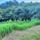 상업용 101 이미지