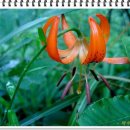 금석목장 | 충북 음성 부용산(644m)