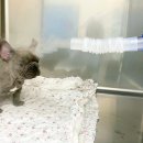 베스트 프렌즈 동물병원 이미지