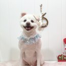 메리몰펫샵(사직점) 이미지