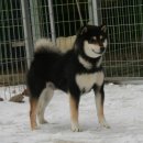 못된 강아지 이미지