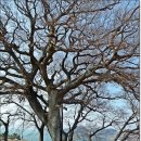 홍현해라우지마을 이미지