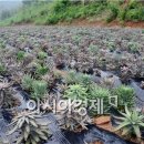 뽕이랑 귀농이랑 아시아경제
