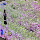 9시뉴스 | 9시 뉴스에도 나온 불암산 철쭉축제 개화 실시간 | 만개 직전 불암산 나비정원 후기