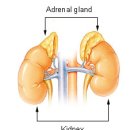 부신메디칼 이미지
