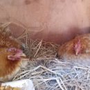 우리집토종닭 이미지