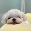 오마이멍멍 이미지