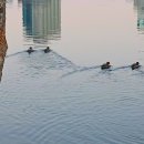 남강(촉석루)의 아침 이미지