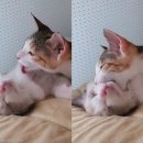 오월의 그루밍 이미지