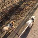 바나개 | 미사 애견 미용실 추천 :: 바나개 @banadog_