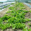 신천리-2 이미지