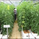 친환경 토마토 이미지