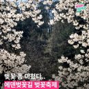벚꽃길발효차 | 가평 에덴벚꽃길 축제 맛집 및 공연, 1주차 후기