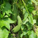 신바람농장 이미지