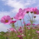코스모스 이미지