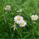 황골농장 이미지