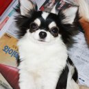 미녀와야수 이미지