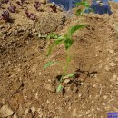 계룡농장 이미지