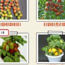 토마토25시 네이버블로그