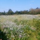 하천리-9 이미지