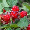 산딸기 - 김해시 번화1로68번길 19 | 산딸기