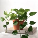 정화한의원 이미지