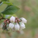 들꽃펜션 이미지