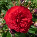 로젠하임 이미지