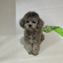 호텔레오 중앙점 | [슬개골 탈구 수술] 토이푸들 레오, 슬개골탈구 수술