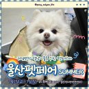 댕댕이와 냥냥이 울산장현점 | 귀염뽀짝 댕냥이들을 위한 펫페스타 2025 울산펫페어