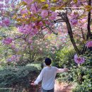 연못1길 19, (문화동) | 태안 천리포수목원 봄 꽃축제 목련 겹벚꽃 후기