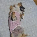 시호천약수터 네이버블로그