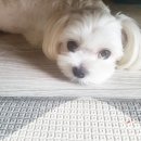 비비도리스 애견샵 이미지