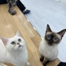 캣플헤븐 천안불당점 | 천안 불당동 고양이 카페 내돈내산 후기 : 캣플헤븐 천안불당점