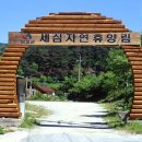 임삼로 Daum카페