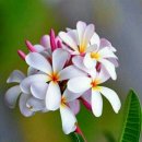 행복연장전 이미지